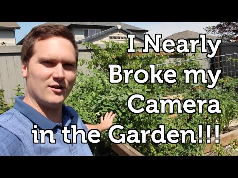 Equipment Failures, Blueberries, Lingonberries and Garden Photography