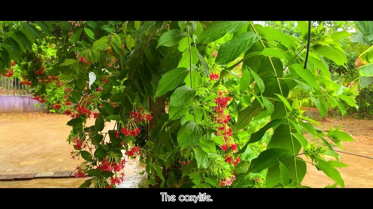 The weather after raining..!