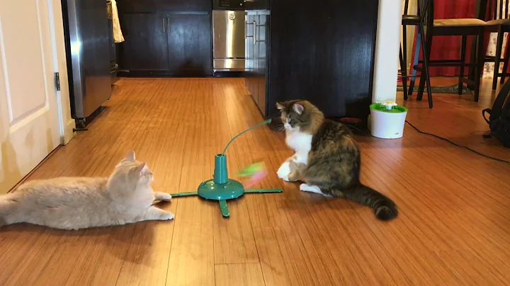 Video 8096361: siberian cat, female siberian, cat playing toys