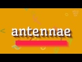 [View 36+] Antennae Pronunciation In English