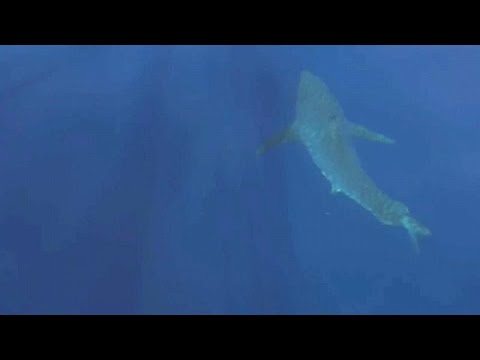 For the first time in 30 years: Great white shark off Mallorca