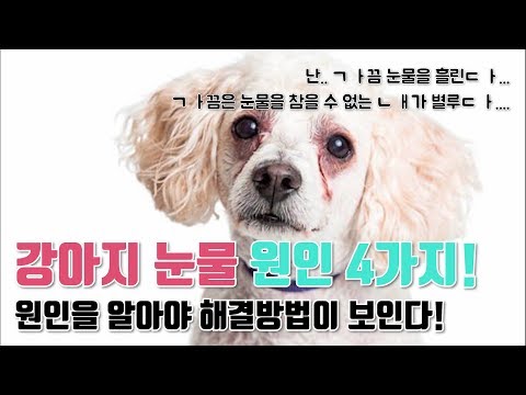 강아지 눈물자국 그리고 눈물냄새! 원인을 알면 해결방법이 보인다!