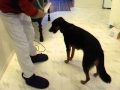 Teaching a Nose Target -Touch Your Hand: A Key Skill for Dogs Teaching a Nose Target -Touch Your Hand: A Key Skill for Dogs