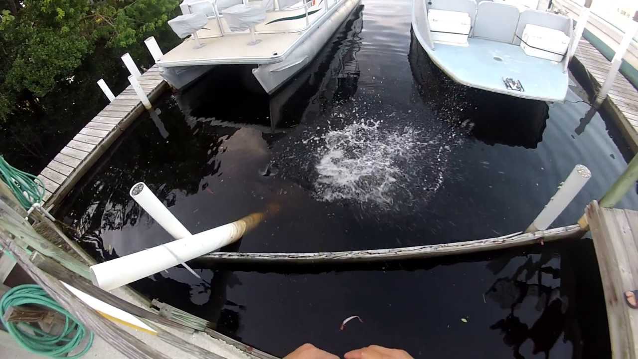 Massive snook feeding marina YouTube