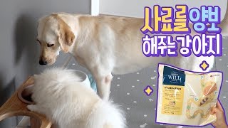 ENG SUB _ Sonyeo and Hangseong try new dog food- Sirius Will Review and Event