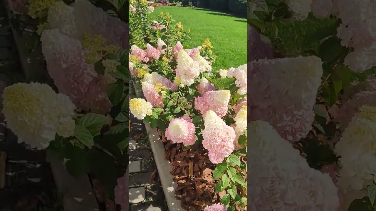 гортензия Сандей Фрайз