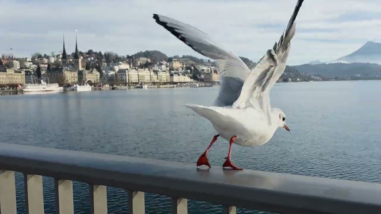 A Quiet Morning Walk in Lucerne 🇨🇭 | Relaxing Walking Tour | Ein ruhiger Morgenspaziergang in Luzern