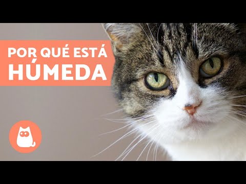 Vídeo: Que Tipo De Nariz Um Gato Deve Ter?