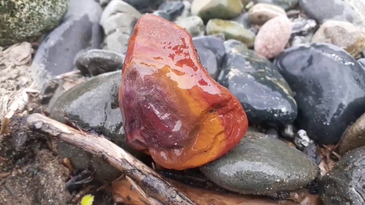 Hunting Red Jasper Among The Rhodies