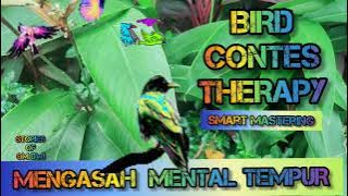 mengasah mental tempur burung ||Bird Contes Therapy ||smart mastering