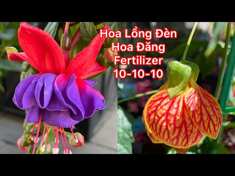 Hoa Lồng Đèn ,Hoa Đăng ,chia sẽ Cách Chăm Sóc Và Trồng 4 Điều Đơn Giản -Fuchsia 2023 Mới