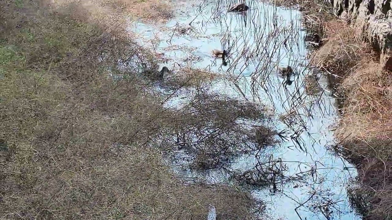 Los habitantes del Regato....