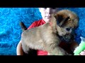 Wheaten Terrier Puppy Levi from Celebritypups.com