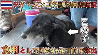 タイ・バンコクにある捨て犬・捨て猫などを保護する施設にタンブンしに行きました。