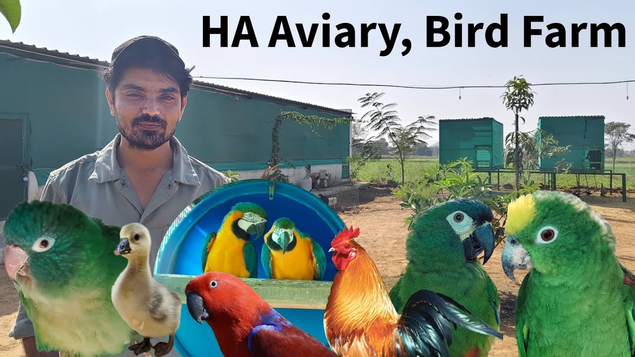 Private Zoo in Danta Gujarat | Big Parrot Bird Farm HA Aviary | Amazon Breeding Setup