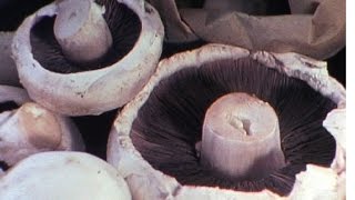 Make Your Meals Mushrooms