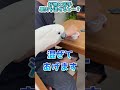 大好物に「普段食べないベリー」を混ぜてみた結果… #shorts