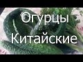 Огурцы Китайские холодостойкие F1