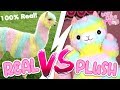 Real animals vs plush which is better  tofu cute tv