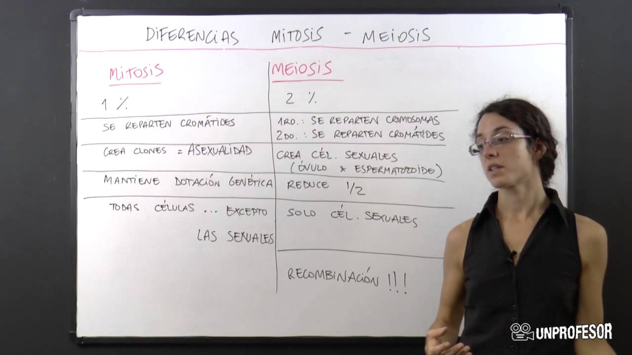 Diferencia Mitosis Y Meiosis Youtube