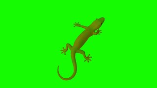 Gecko Lizard Green Screen Chroma Key Effects HD video || black screen