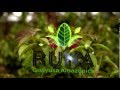 RUNA Guayusa Amazónica