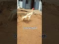 #darshanruchith #aseelmurga #parrotbeaklongtailaseels #aseel