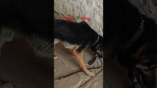 Army Dog 🐕 #germanshepherd #army #dog #funny #pets #indianarmy #motivation #viralshorts #trending 🐕