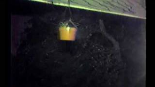 RARE FOOTAGE! Hurricane Alicia 1983!