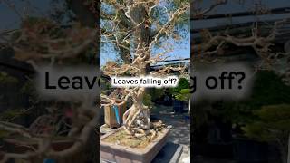 Leaf drop meaning #bonsai #plantproblems #plantcare #growth  #plants