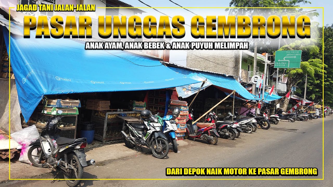 STOK MELIMPAH ANAK AYAM, BEBEK DAN PUYUH JALAN-JALAN KE PASAR GEMBRONG