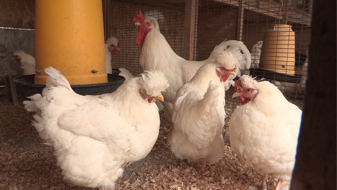 Imamo rešenje ep. 139 31.01.2022. Somborske kaporke, odgajivač Mile Savković