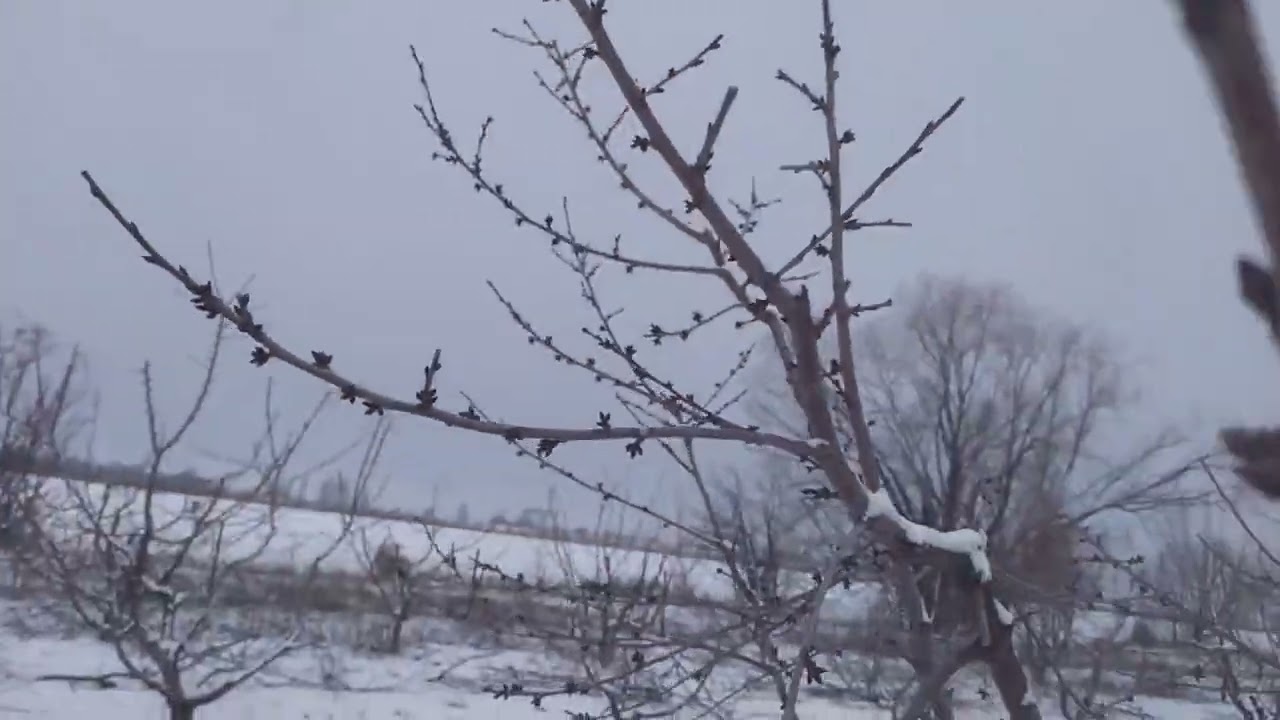 морозостойкость  черешни сорта кордия.