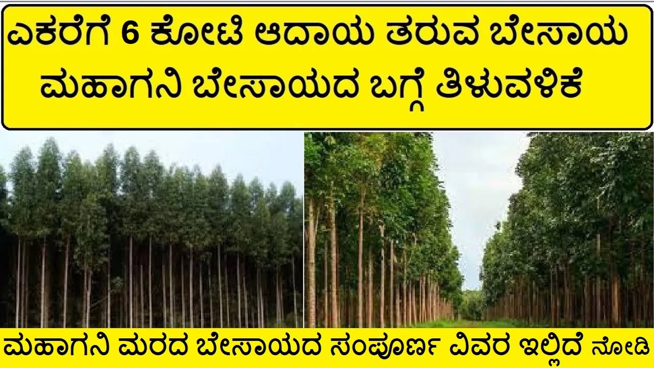 ಮಹಾಗಣಿ ಗಿಡ ಬೆಳೆಸುವುದು ಹೇಗೆ । ಮಹಾಗನಿ ಕೃಷಿ  । ಮಹಾಗನಿ ಬೇಸಾಯ । MAHAGANI TREE PLANTS FARMING IN KANNADA