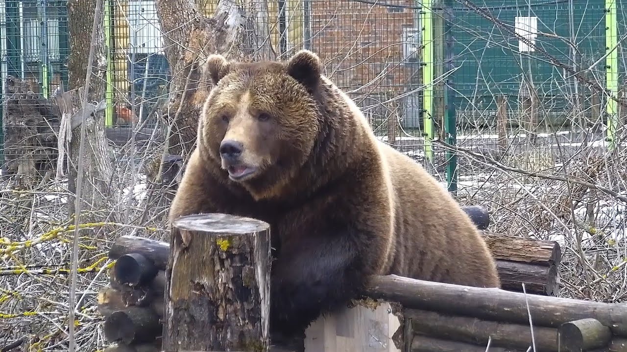 Уютная Избушка и вкусная кора 🐻 A cozy hut and delicious bark for Mansur