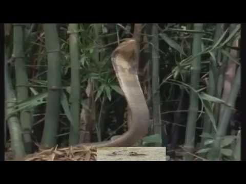 king-cobra-vs-people-attack-in-zoo-nepal-island-2015