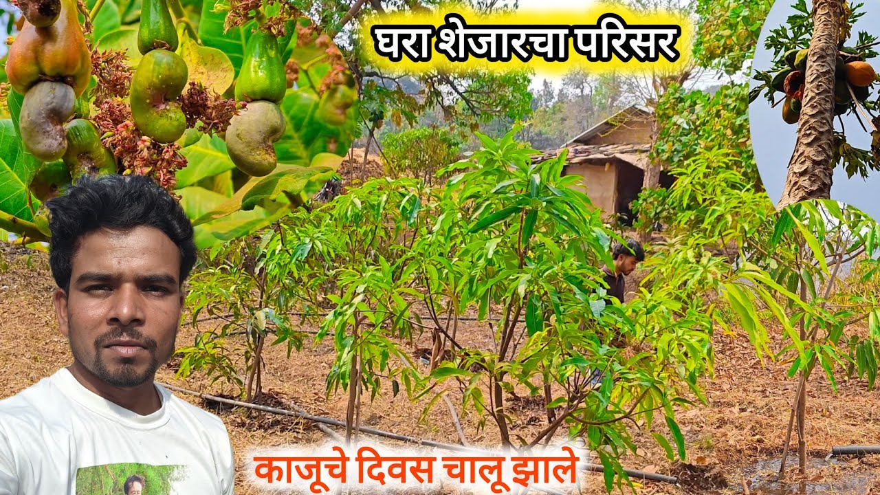 आमच्या घरा शेजारचा परिसर 👌 आणि काजू पण सुरु झाले 😲 #villagelife #villagevlog 