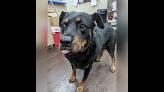 Ruby at the IVS Clinic