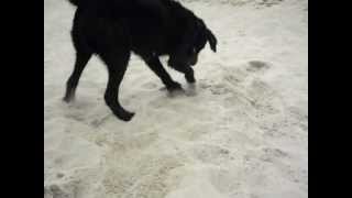 Bailey at the beach.AVI