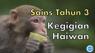 Sains Tahun 3 | Haiwan | Kegigian Haiwan