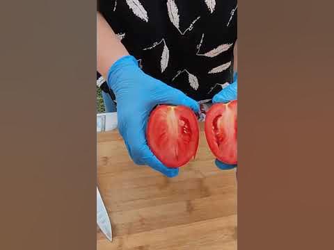 Помидоры "Валентина" #shortvideo #youtubeshorts #шортс - YouTube