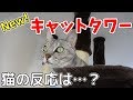 新しいキャットタワーをリビングに設置します！