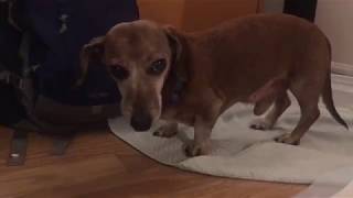 Help What Is Wrong With My Dog? Tremors, Convulsions, Weakness, Confusion?