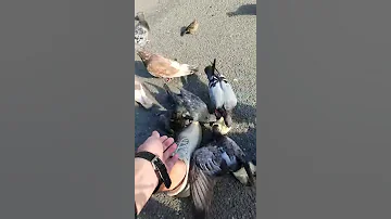 Голуби едят хлеб