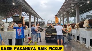 Kandang Sapi Terbesar Kapasitas 500 Ekor  Irfai  Ibs Farm Kediri