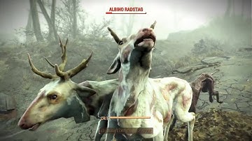 Kelly And Her Brahmin