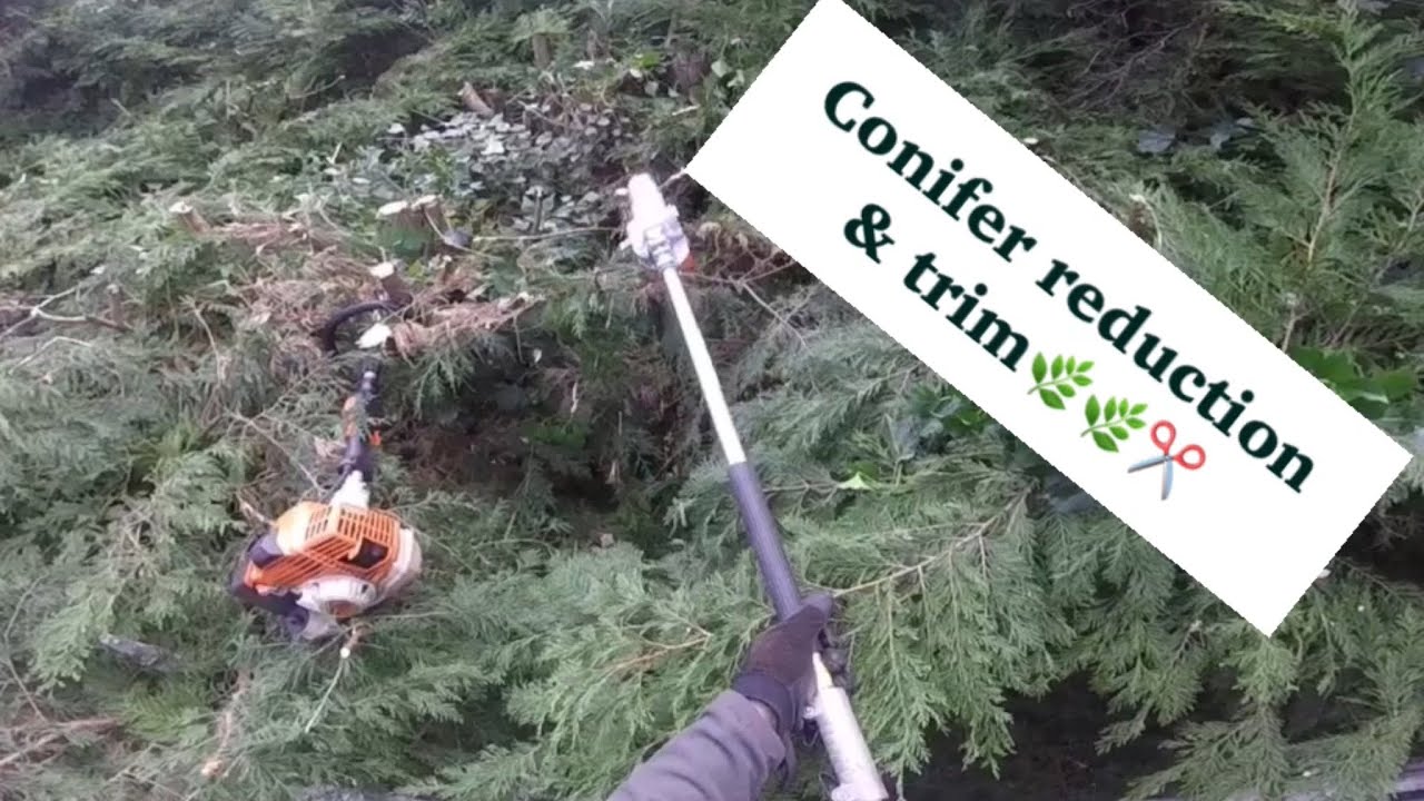 Conifer reduction , trimming & cutting large hedge , Camon C150 chipper ...