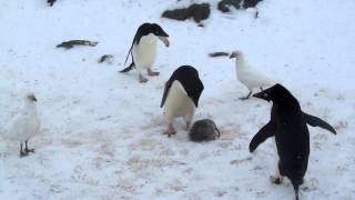 Adele Penguin Mourns its Chick