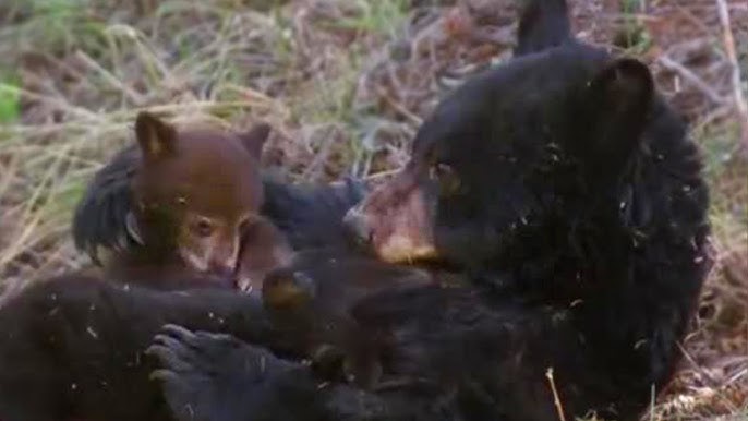 Turkish Brown Bear Cub Gets High on Mad Honey, Nature and Wildlife