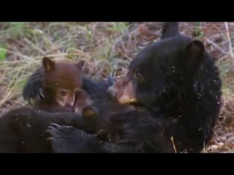 Missing Cub | Big Bear Diary | BBC Earth